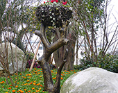 蓝光 圣菲 鸟巢